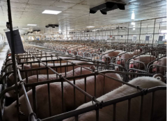 生猪生产延续恢复势头 东瑞股份营收年均复合增长率近50%